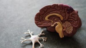 An image of a plastic brain