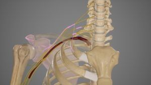 This is an image of the major nerves of the brachial plexus. If your child’s brachial plexus was injured at birth, call our brachial plexus lawyers in Phoenix, AZ, for advice.